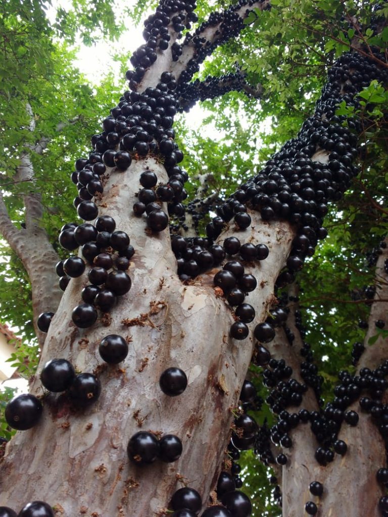 Jabuticaba é eleita 2ª melhor fruta do mundo veja ranking Rádio