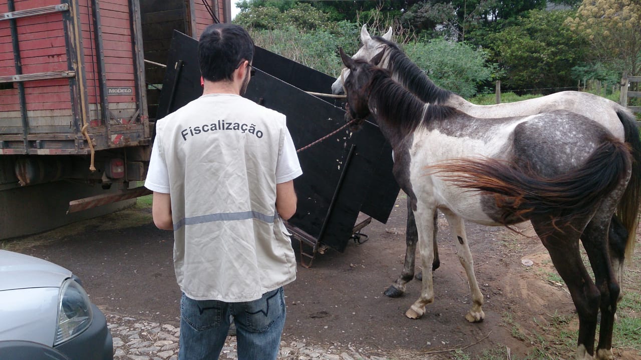 Prefeitura de Itaúna realiza força-tarefa para recolher cavalos soltos