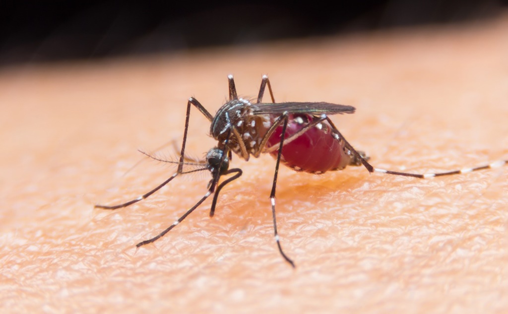 Itaúna tem mais de 700 casos prováveis de dengue