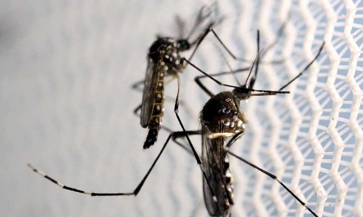 Aedes aegypti: Medio Oeste de MG tiene 24 posibles casos de dengue – Rádio Santana FM