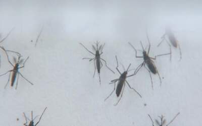 Mortes por dengue dobram em uma semana em Minas