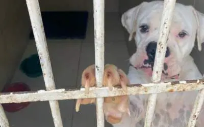 Duas pessoas são presas por retirar sangue de cães para a venda em Minas