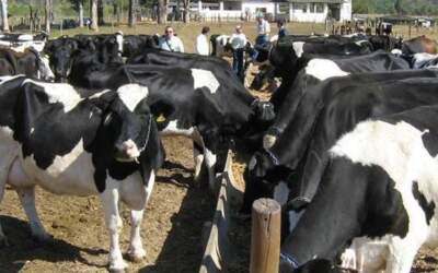 Cenário para produtores de leite deve  ser mais otimista neste ano