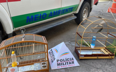 Polícia resgata pássaros e aplica multa de quase R$ 8 mil
