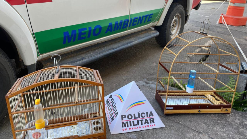 Polícia resgata pássaros e aplica multa de quase R$ 8 mil