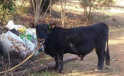 Vaqueiro morre após ser atacado por boi na Grande BH