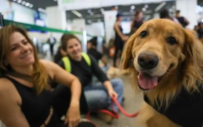 Decisão judicial permite cães de apoio emocional em avião
