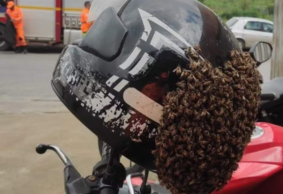 Abelhas provocam situação inusitada em capacete