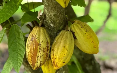 Preço do cacau sobe e anima produtores no Brasil