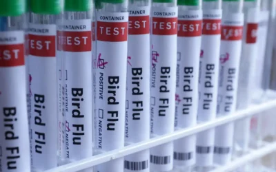 MS descarta suspeita de gripe aviária em trabalhador de granja