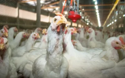 Mais de 60 países suspendem compra de frango do Brasil