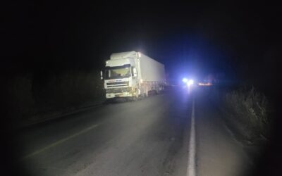 Manada de búfalos é atropelada por carreta; oito animais morrem