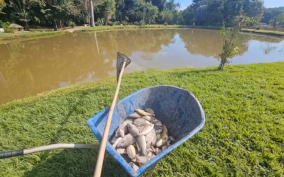 Morte de peixes é investigada em lagoas de São Gonçalo do Pará