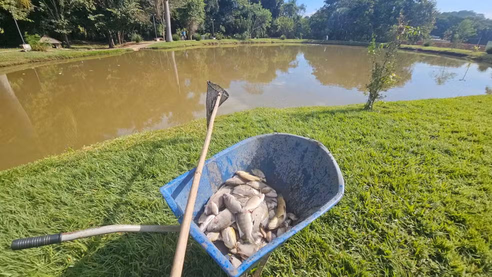 Morte de peixes é investigada em lagoas de São Gonçalo do Pará
