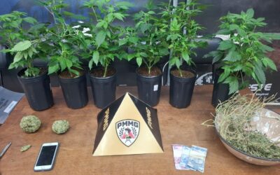 Polícia descobre produção caseira com estufa de maconha em Itaúna