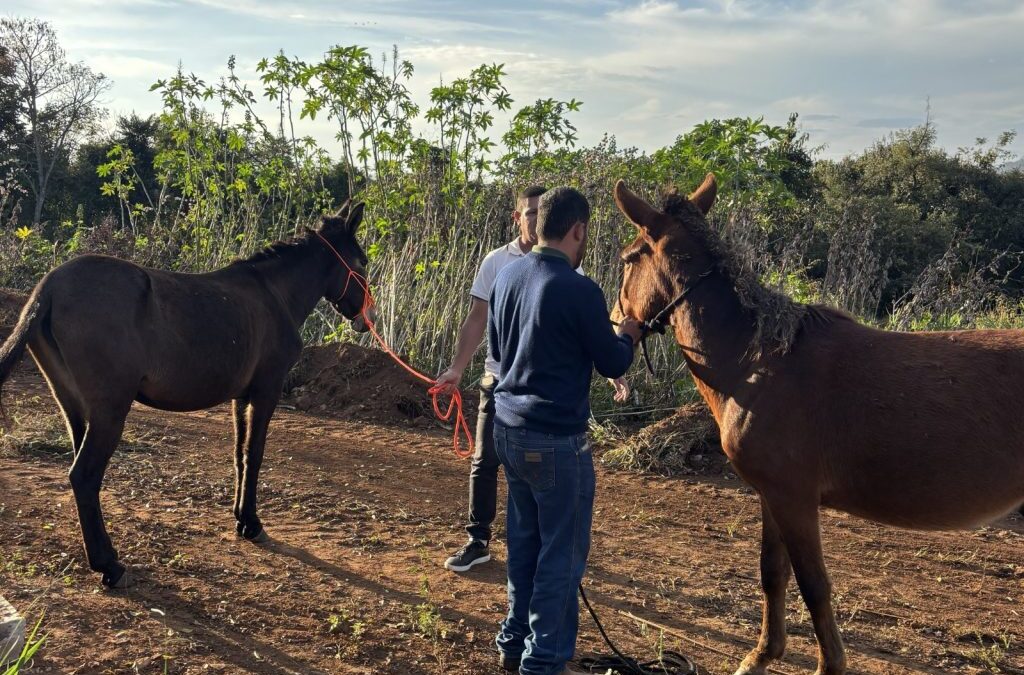 Polícia resgata burros presos pelos pés a uma árvore