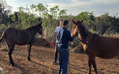 Polícia resgata burros presos pelos pés a uma árvore