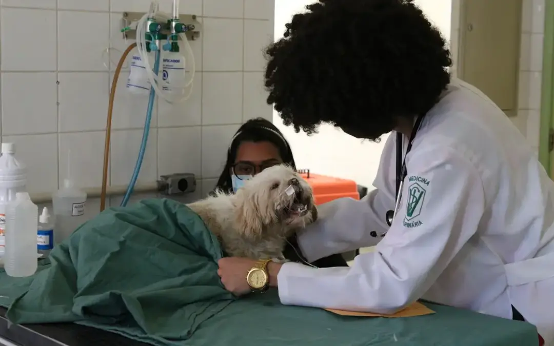 Exercício ilegal da medicina veterinária passa a ser crime