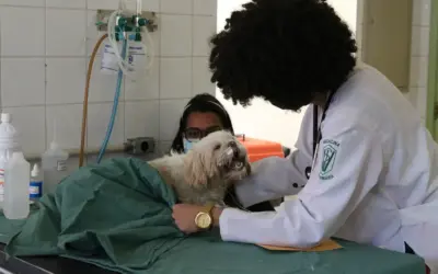 Exercício ilegal da medicina veterinária passa a ser crime