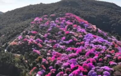 Morro do Bonfim será florido com quaresmeiras
