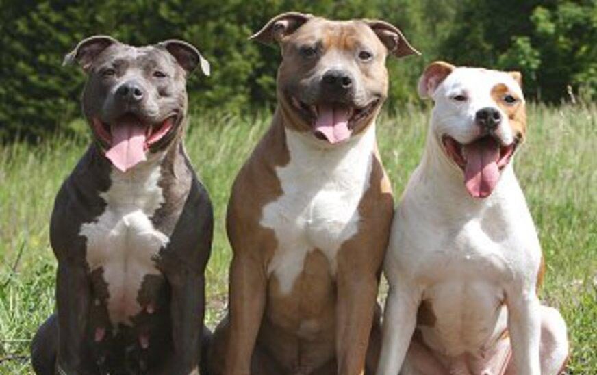 Pit bulls soltos atacam família em Carmo do Cajuru